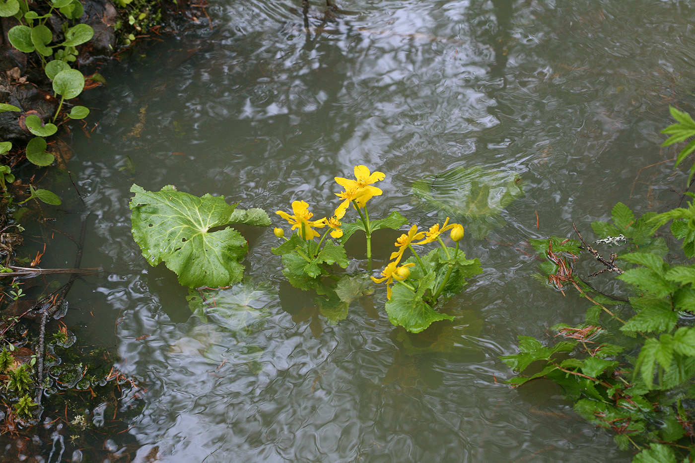 Изображение особи Caltha palustris.