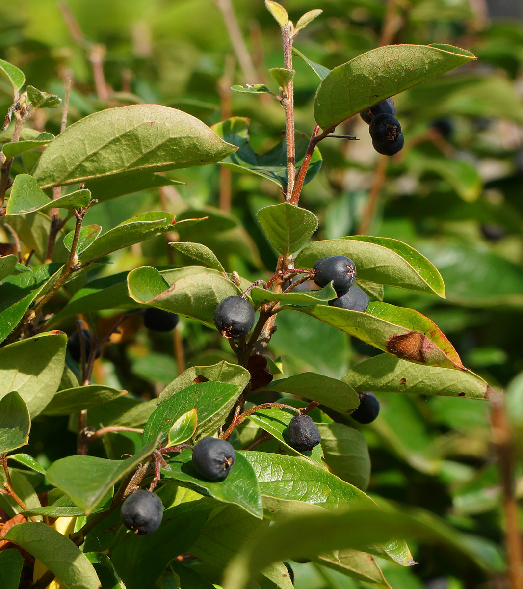 Image of Cotoneaster lucidus specimen.