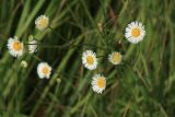 Erigeron strigosus