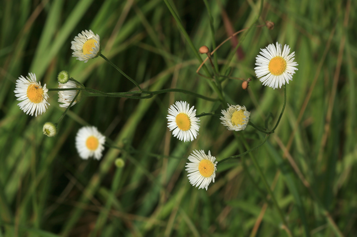 Image of Erigeron strigosus specimen.