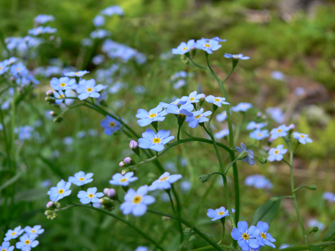 Изображение особи Myosotis palustris.