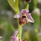 Ophrys umbilicata