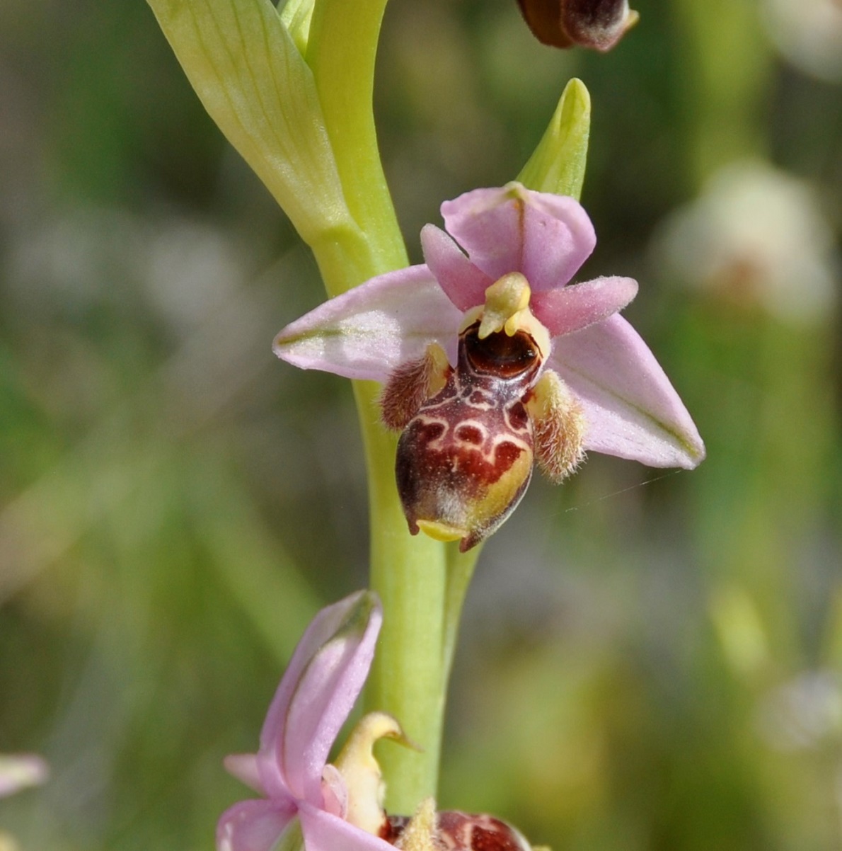 Image of Ophrys umbilicata specimen.