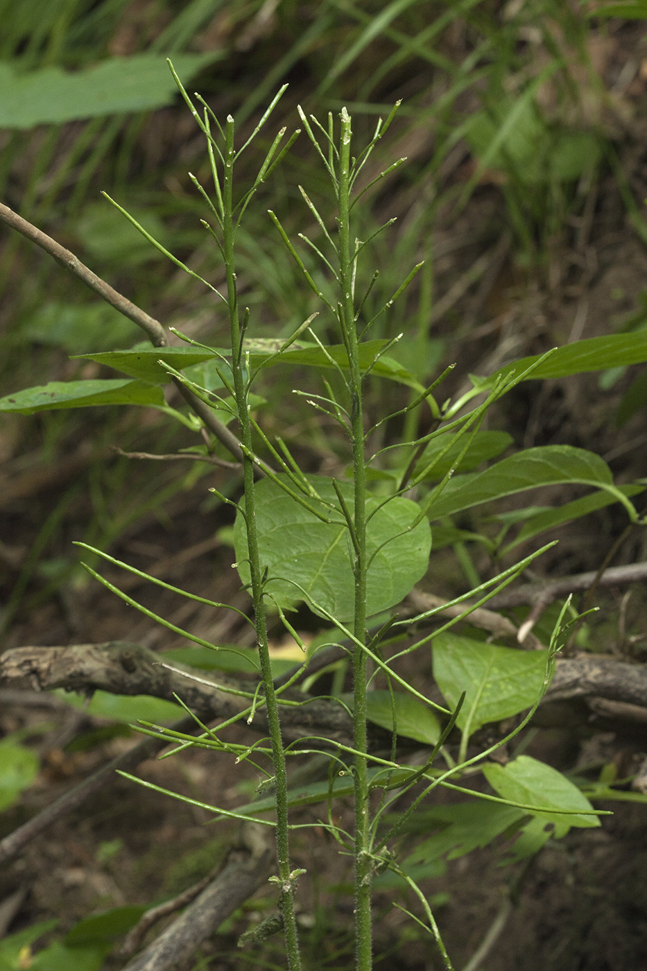 Image of Arabis pendula specimen.