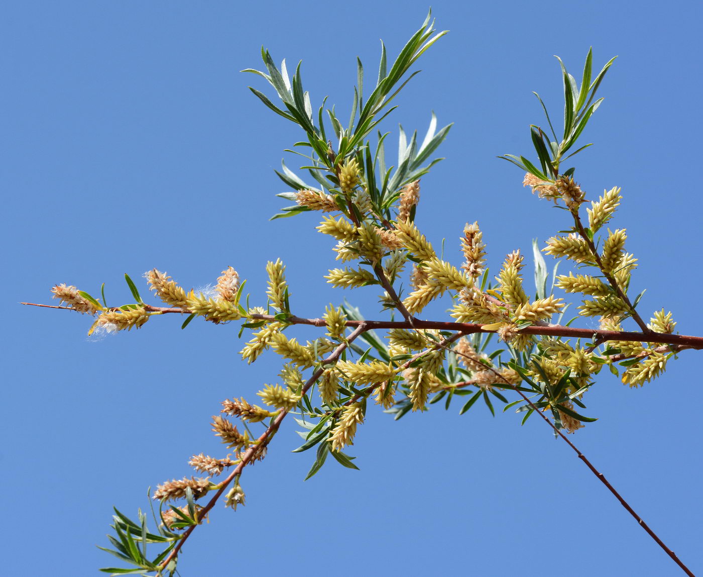 Image of Salix wilhelmsiana specimen.