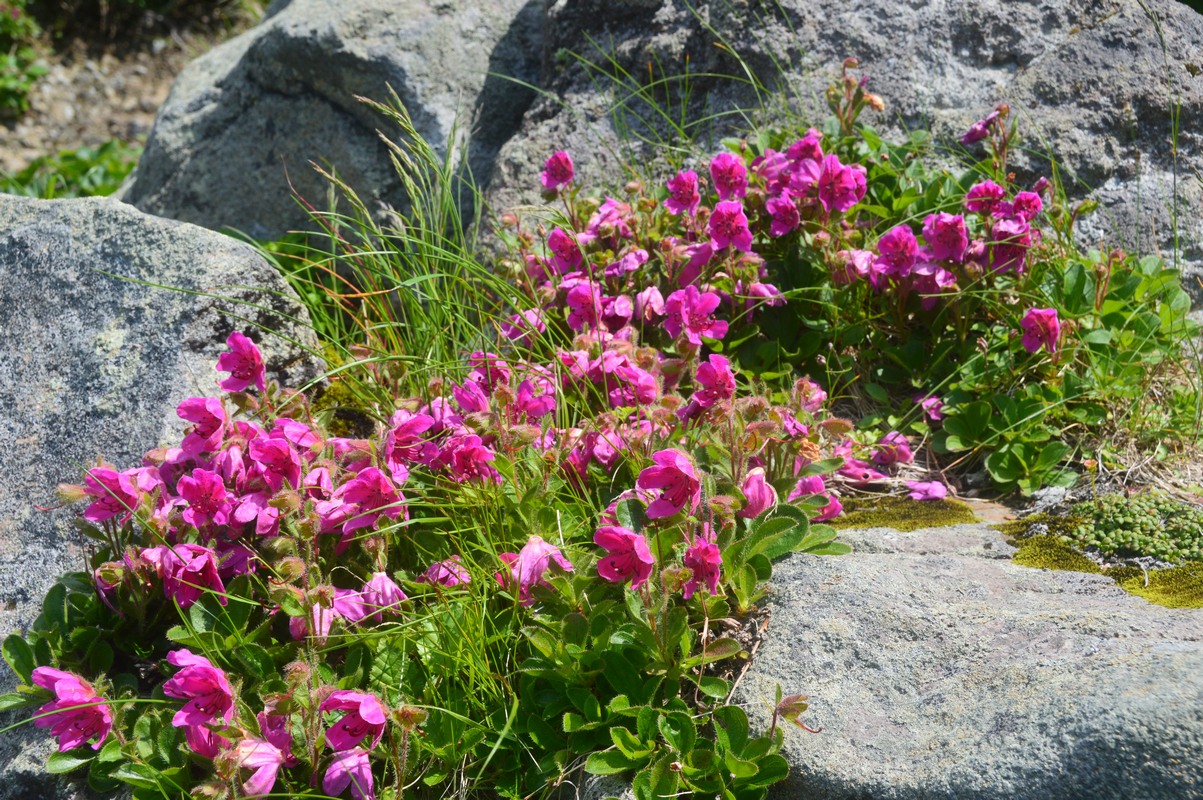 Image of Rhododendron camtschaticum specimen.