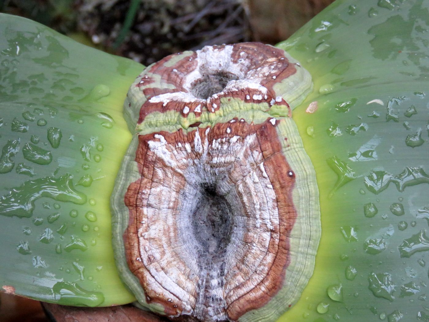 Изображение особи Welwitschia mirabilis.