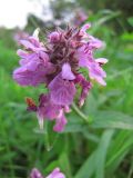 Stachys palustris