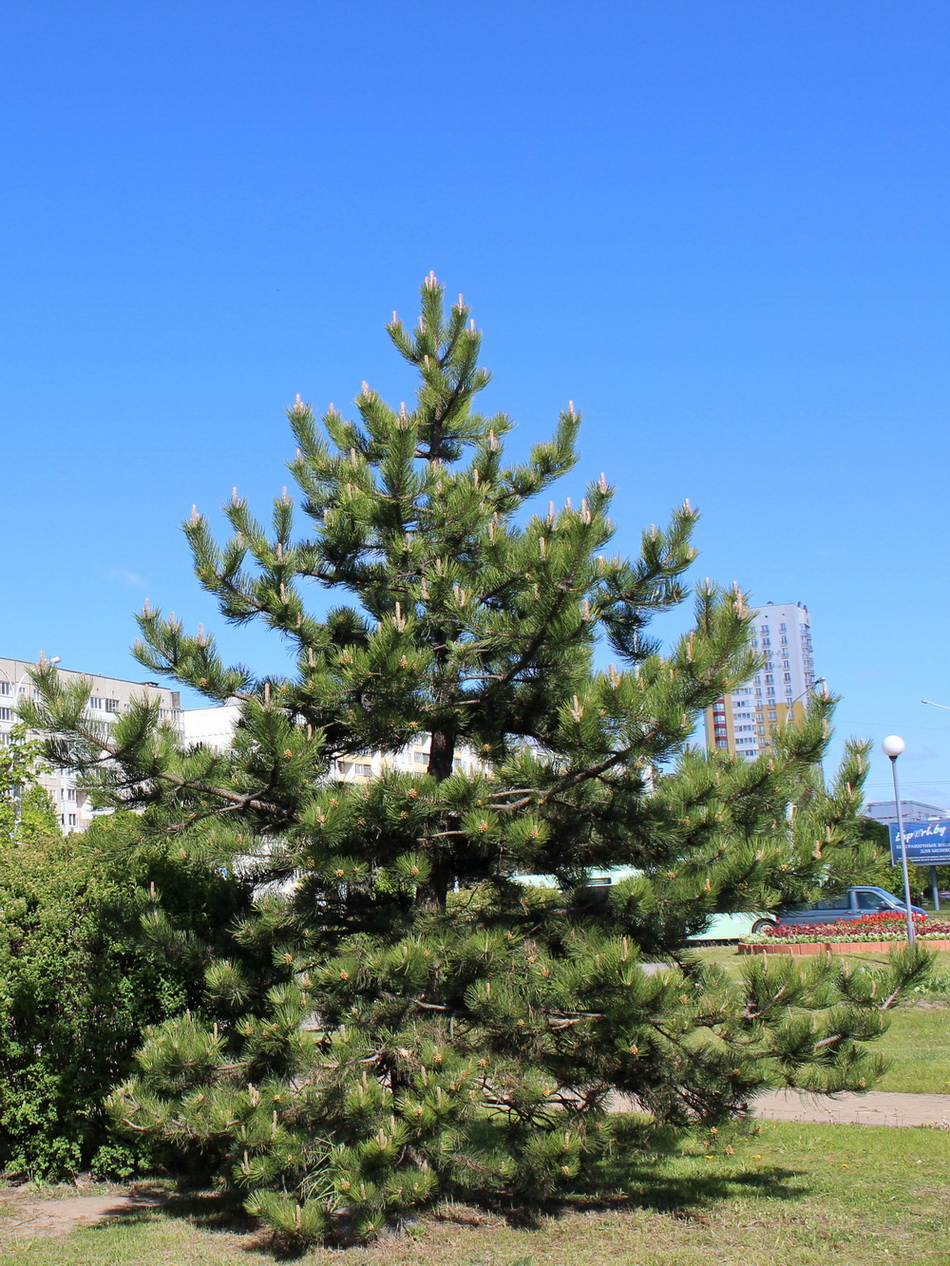 Image of Pinus nigra specimen.