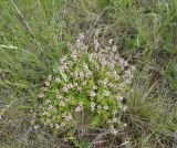 Thymus marschallianus