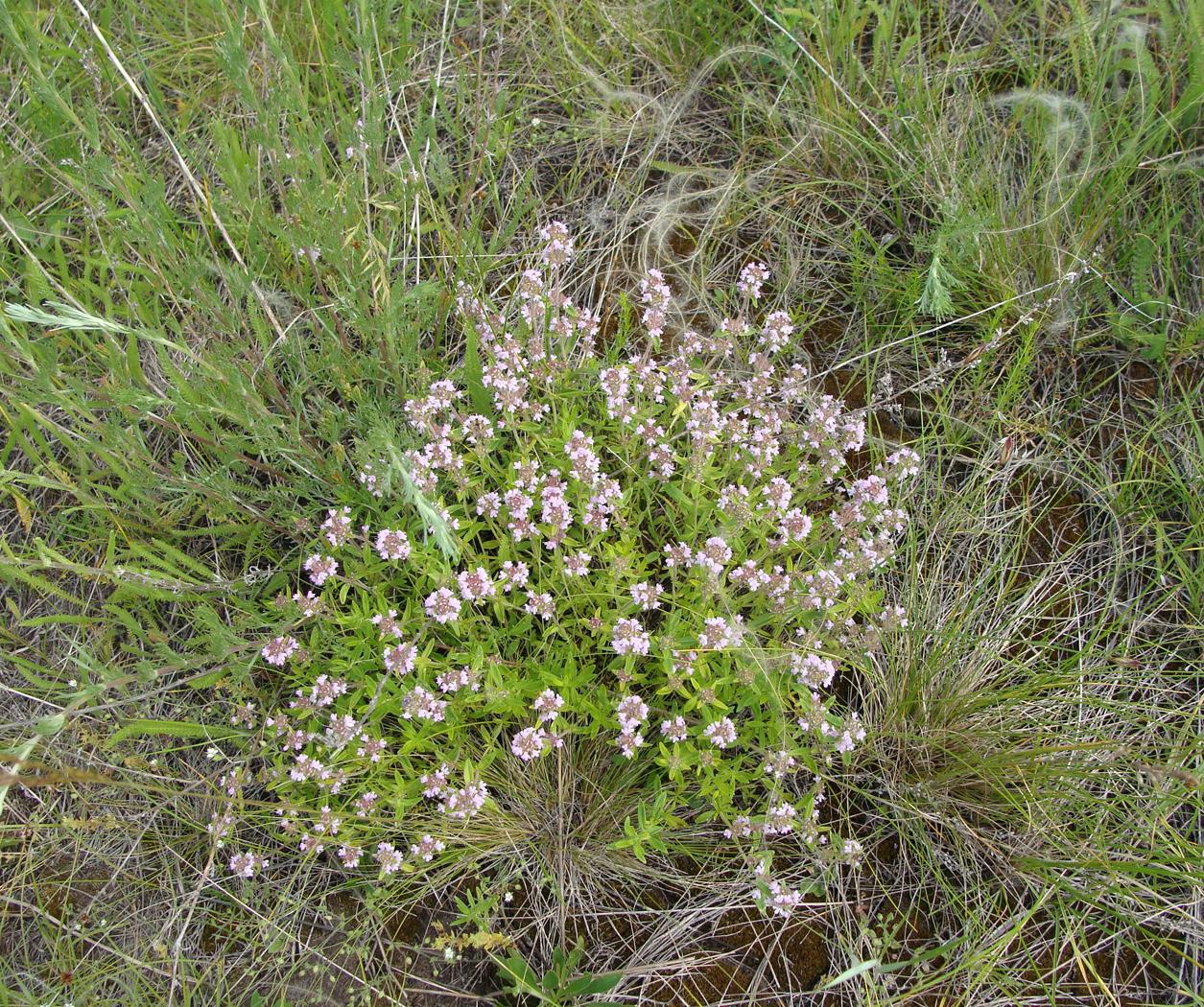 Изображение особи Thymus marschallianus.