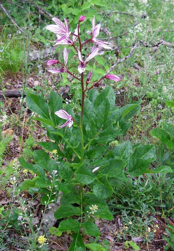 Image of Dictamnus gymnostylis specimen.