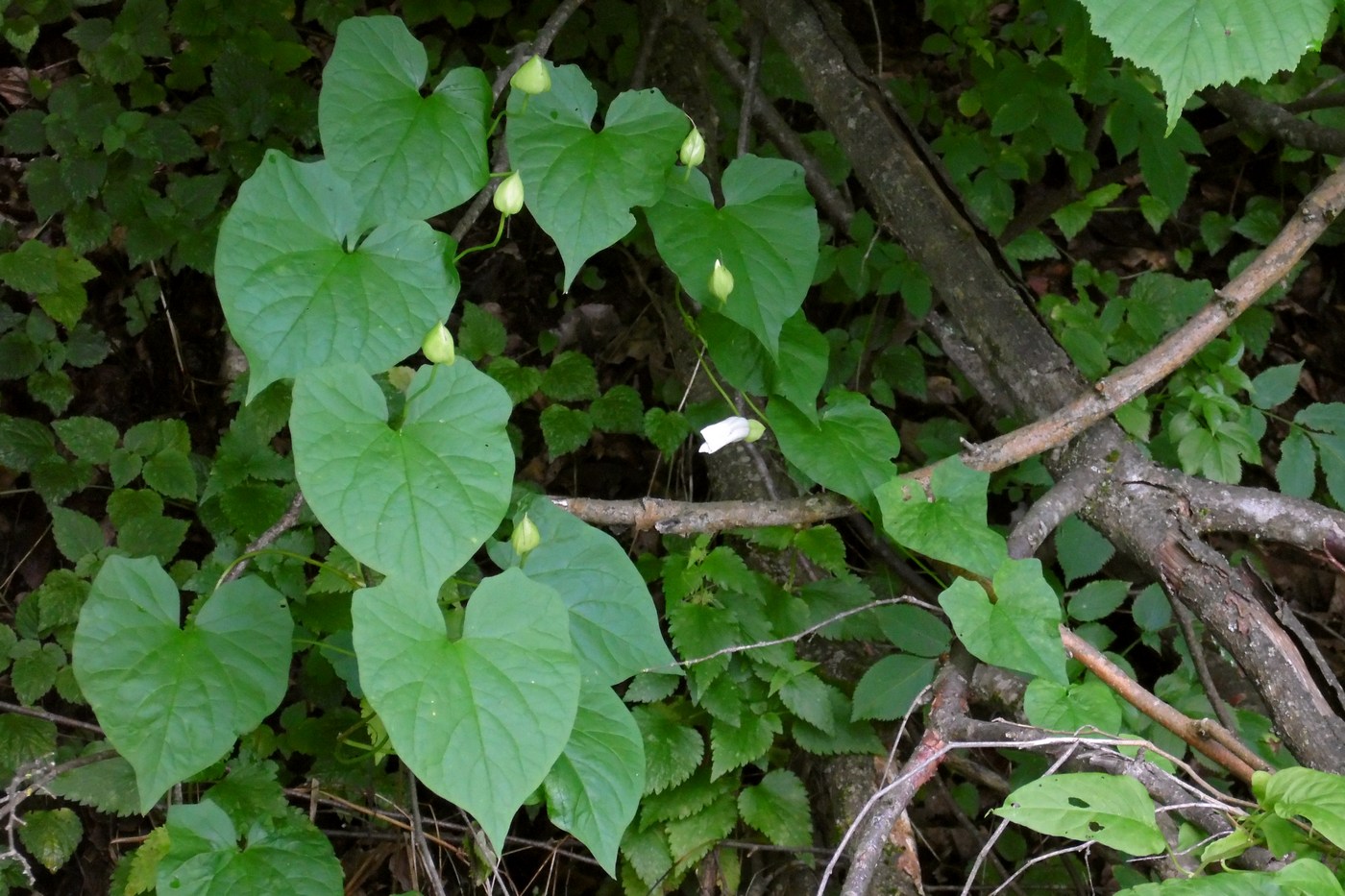 Image of Calystegia silvatica specimen.