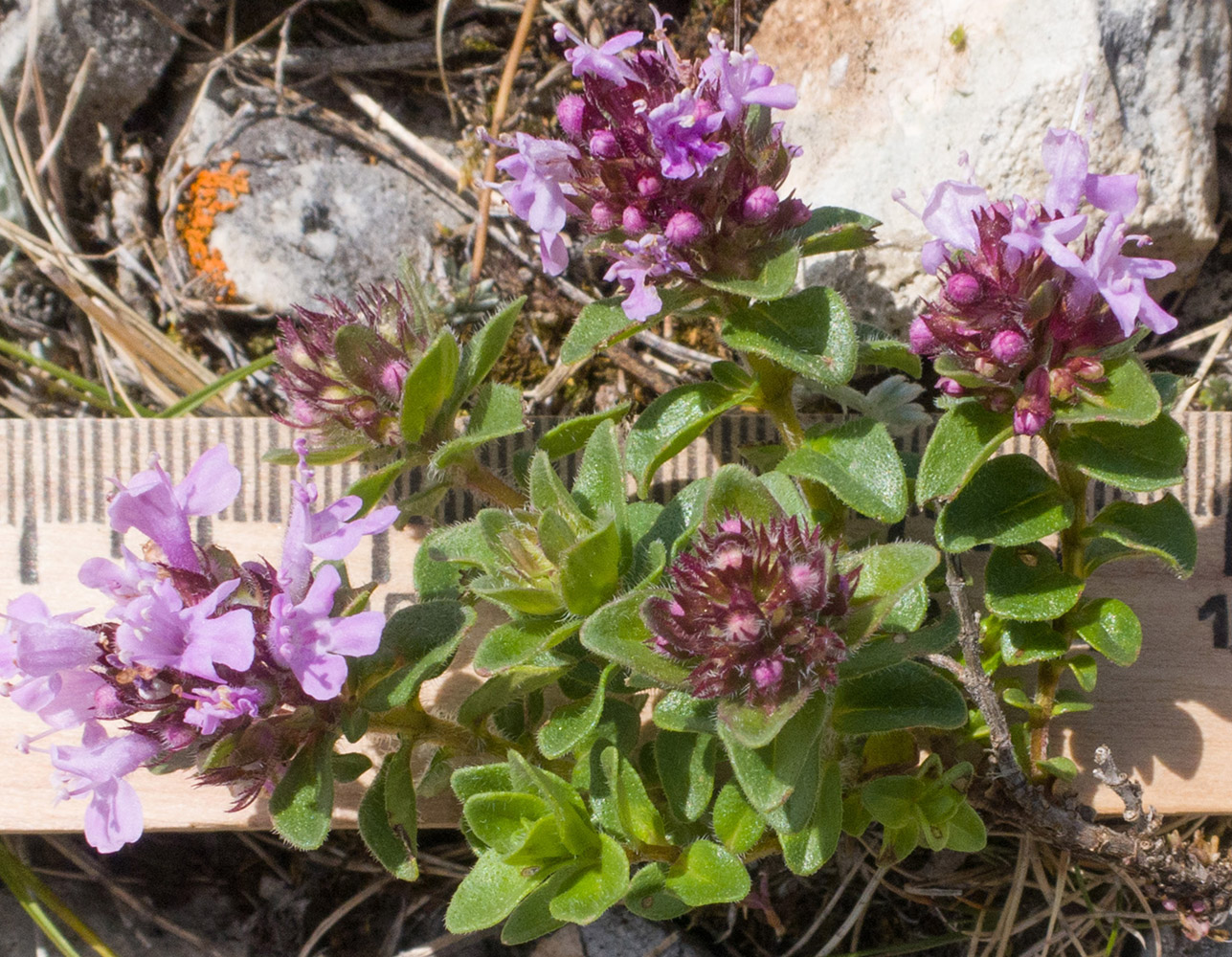 Image of Thymus nummularius specimen.