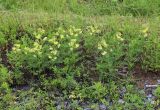 Astragalus chinensis