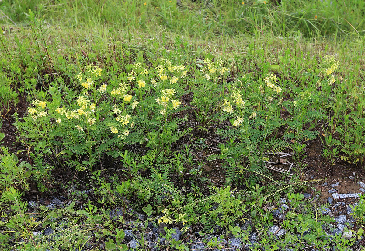 Image of Astragalus chinensis specimen.