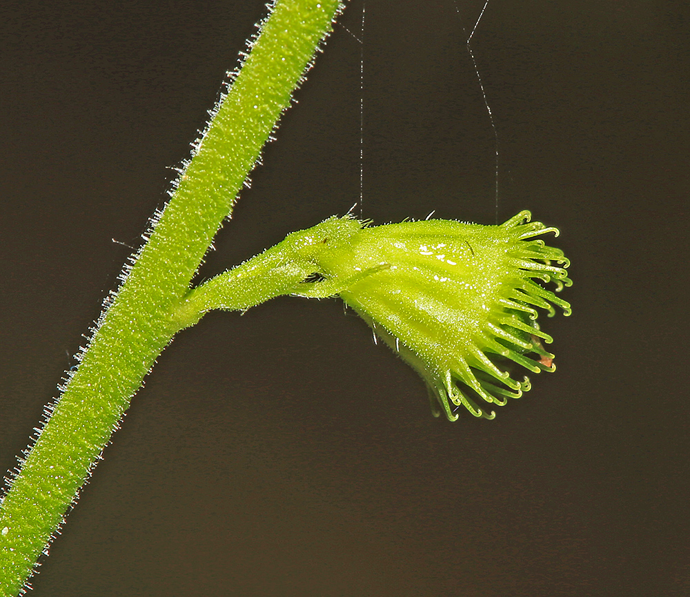 Изображение особи Agrimonia granulosa.