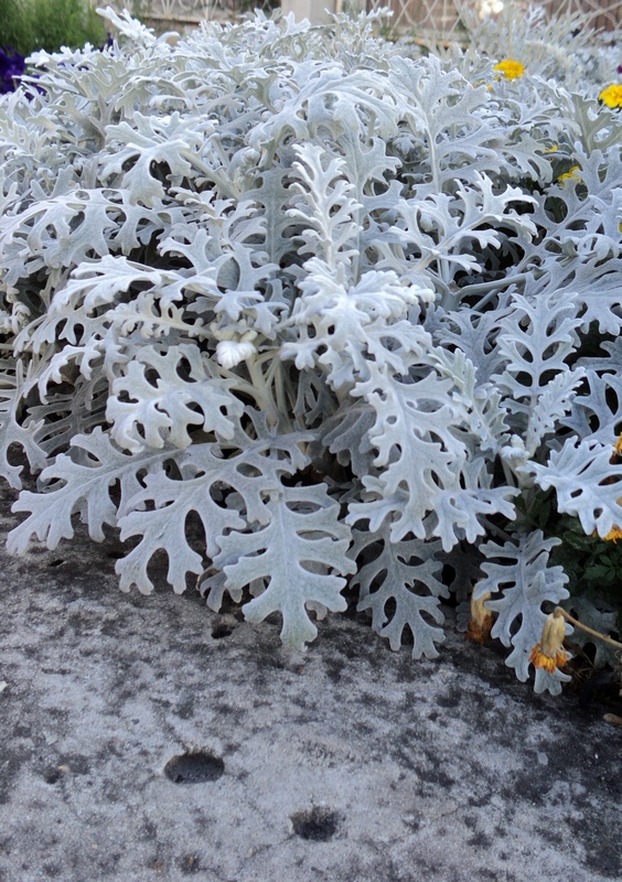 Image of Senecio cineraria specimen.