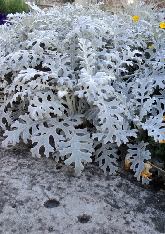 Изображение особи Senecio cineraria.