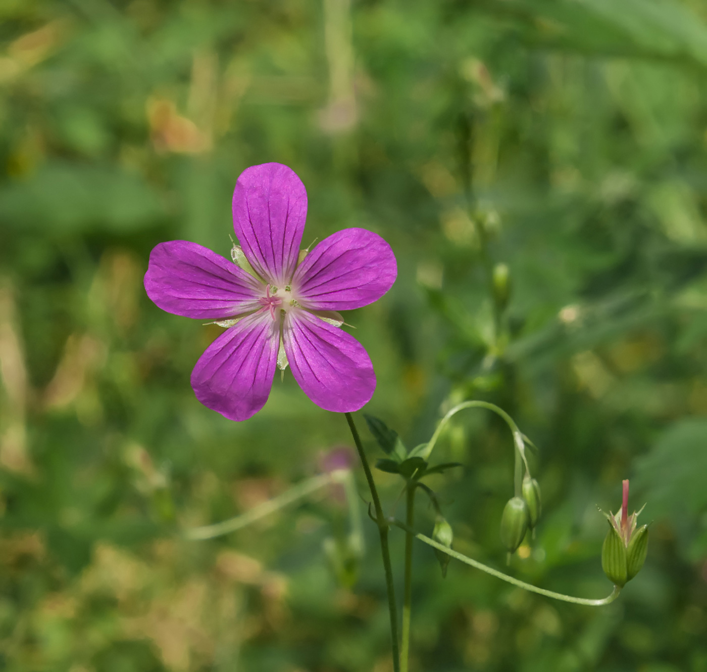 Image of Geranium palustre specimen.