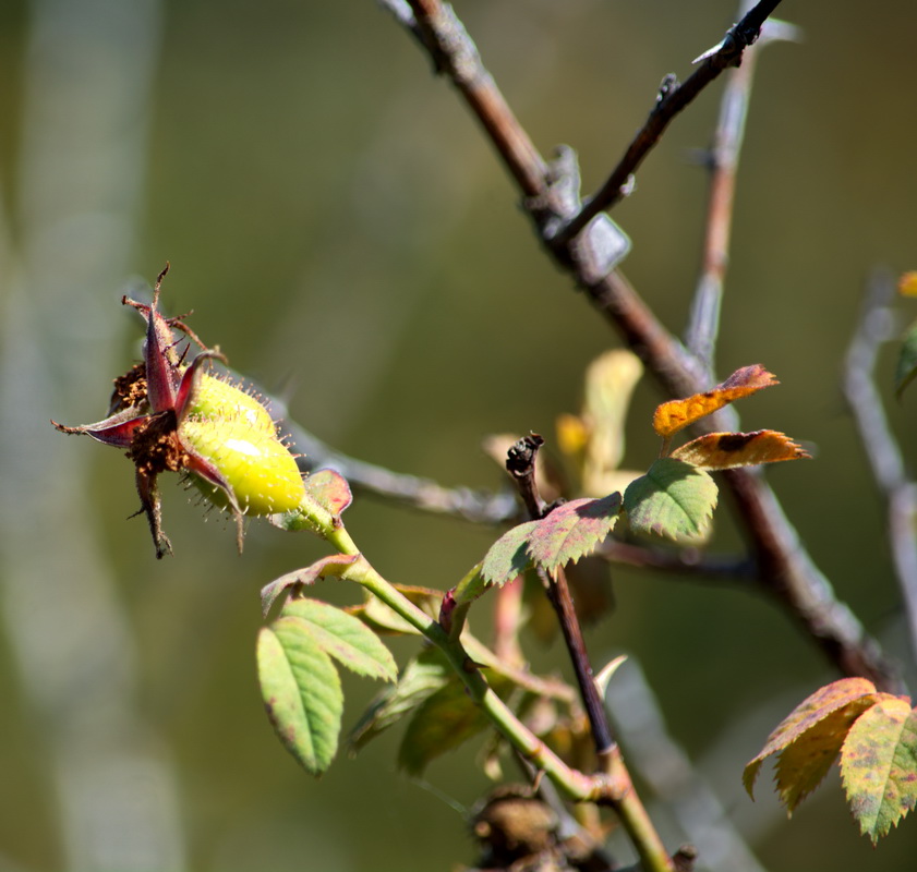 Image of genus Rosa specimen.