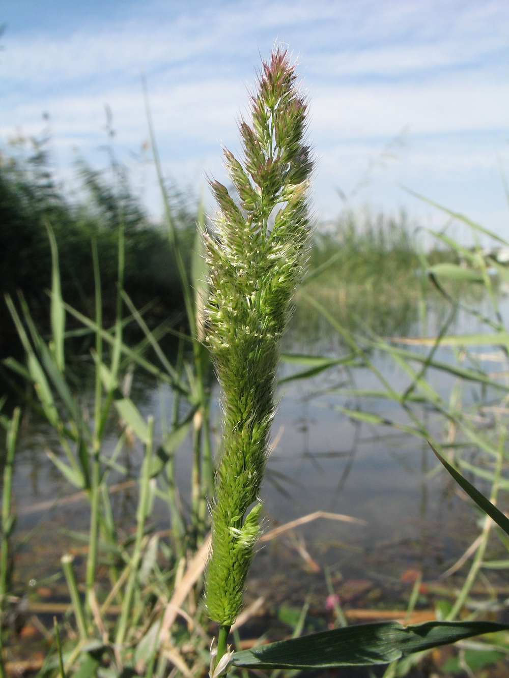 Image of Polypogon fugax specimen.