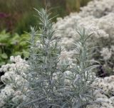 Artemisia ludoviciana