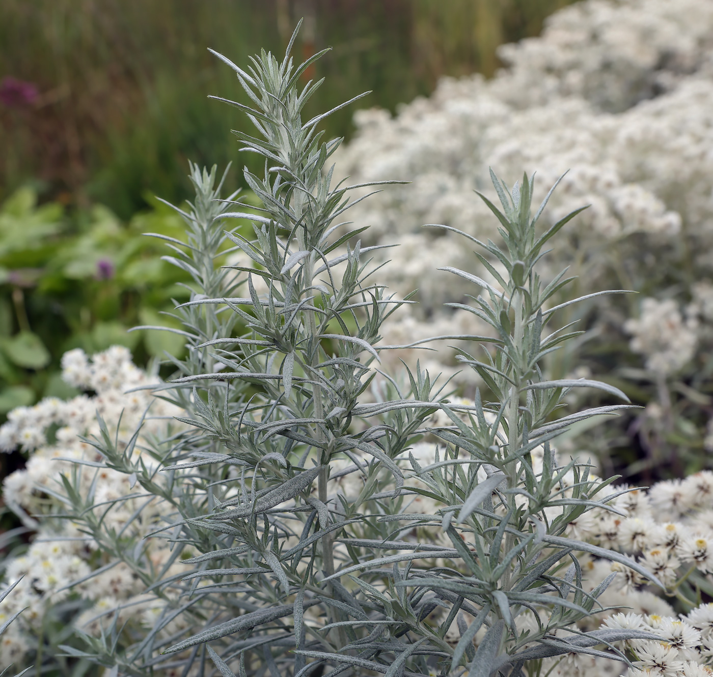 Изображение особи Artemisia ludoviciana.