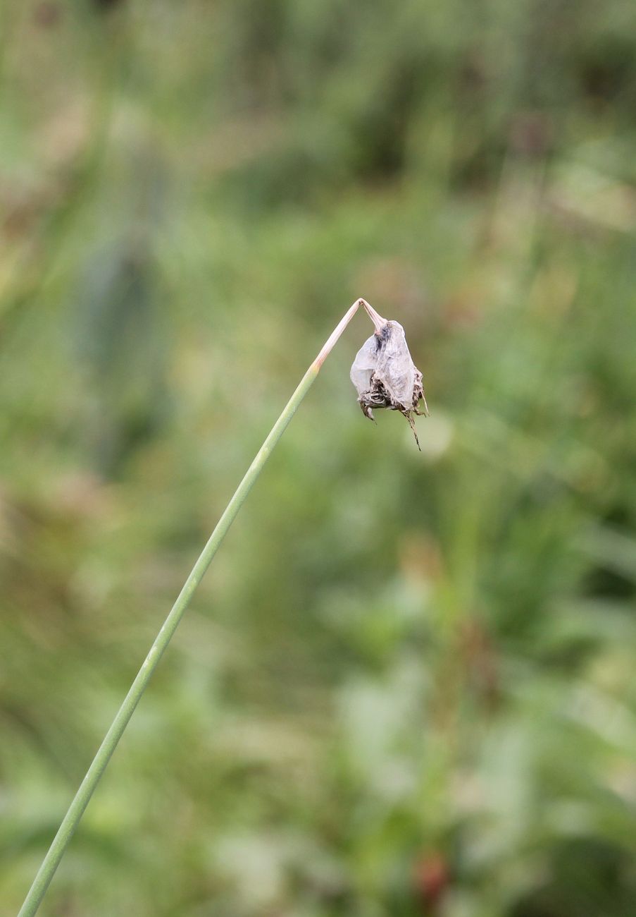 Image of Allium hymenorhizum specimen.