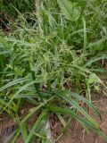 Scirpus sylvaticus. Цветущие растения. Тверская обл., Весьегонский р-н, с. Чистая Дуброва, берег р. Смородинки. 11 июня 2020 г.