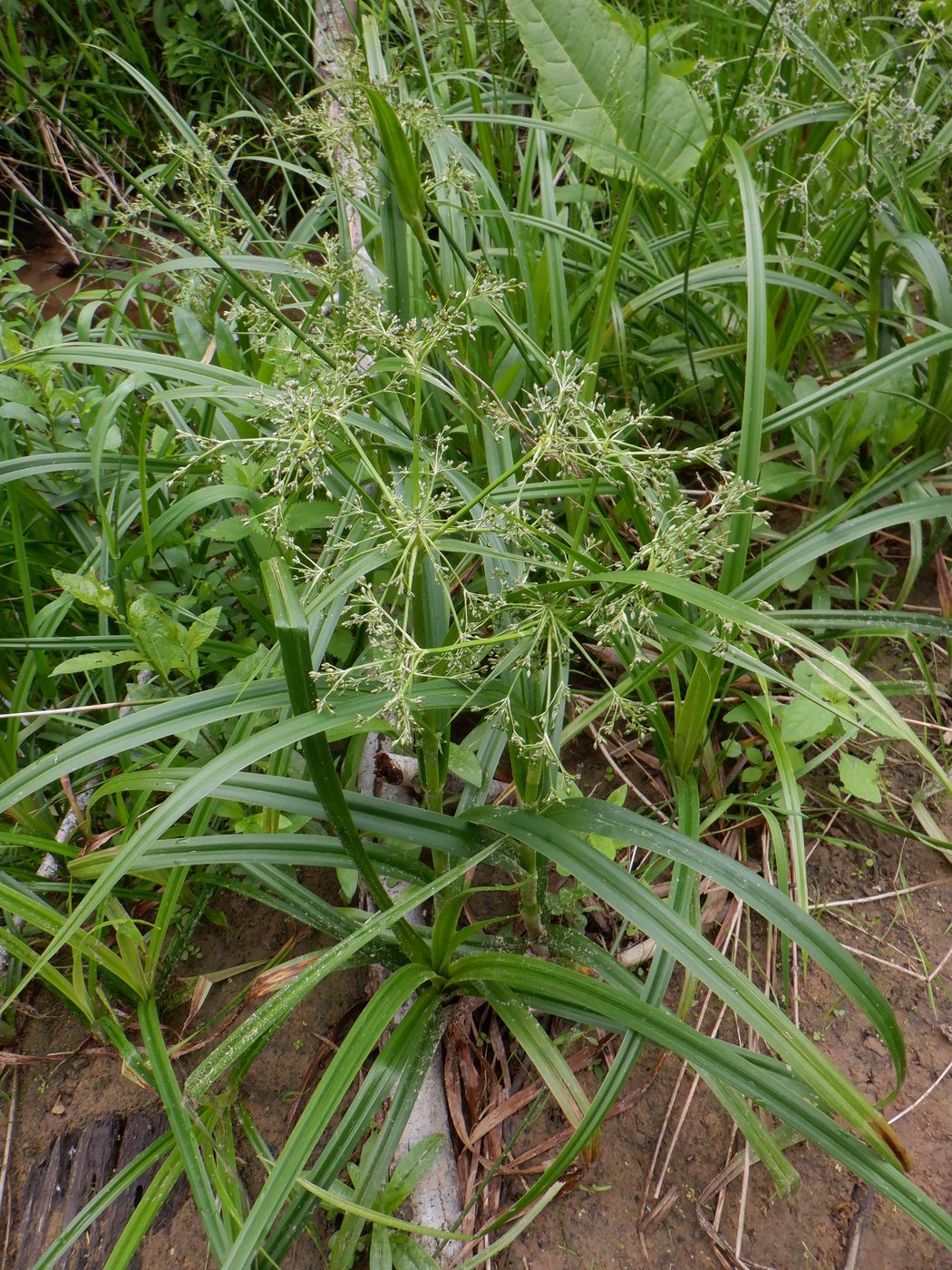 Image of Scirpus sylvaticus specimen.