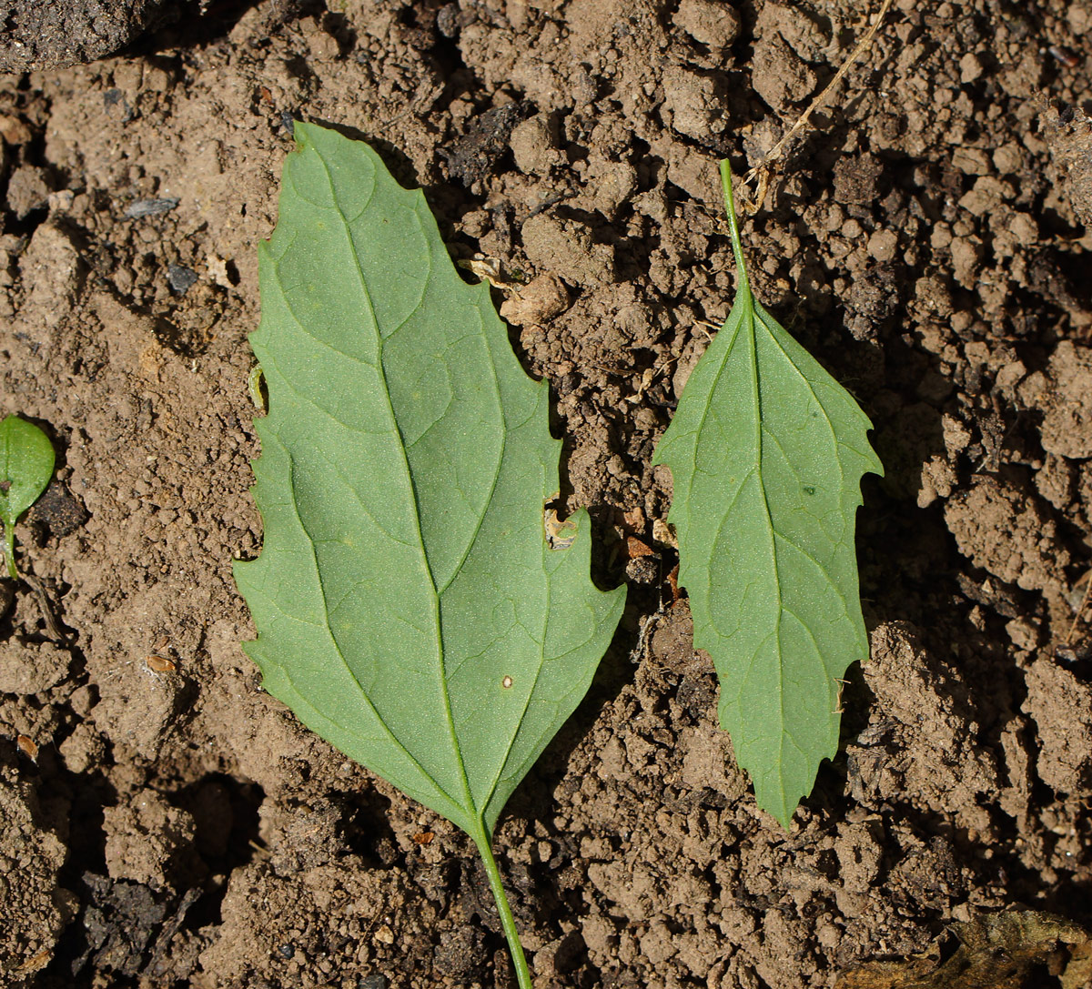 Image of genus Chenopodium specimen.