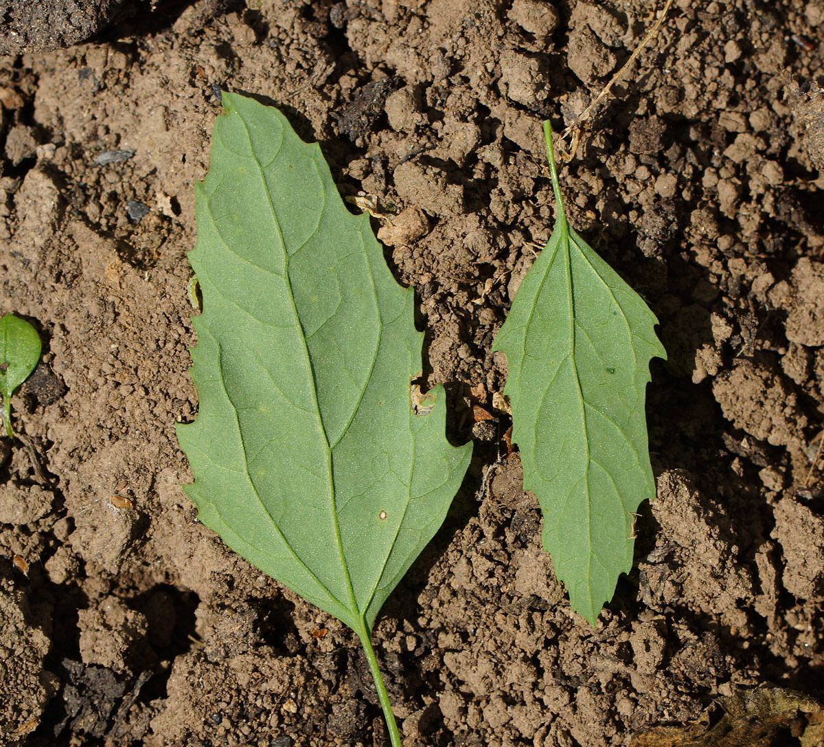 Изображение особи род Chenopodium.