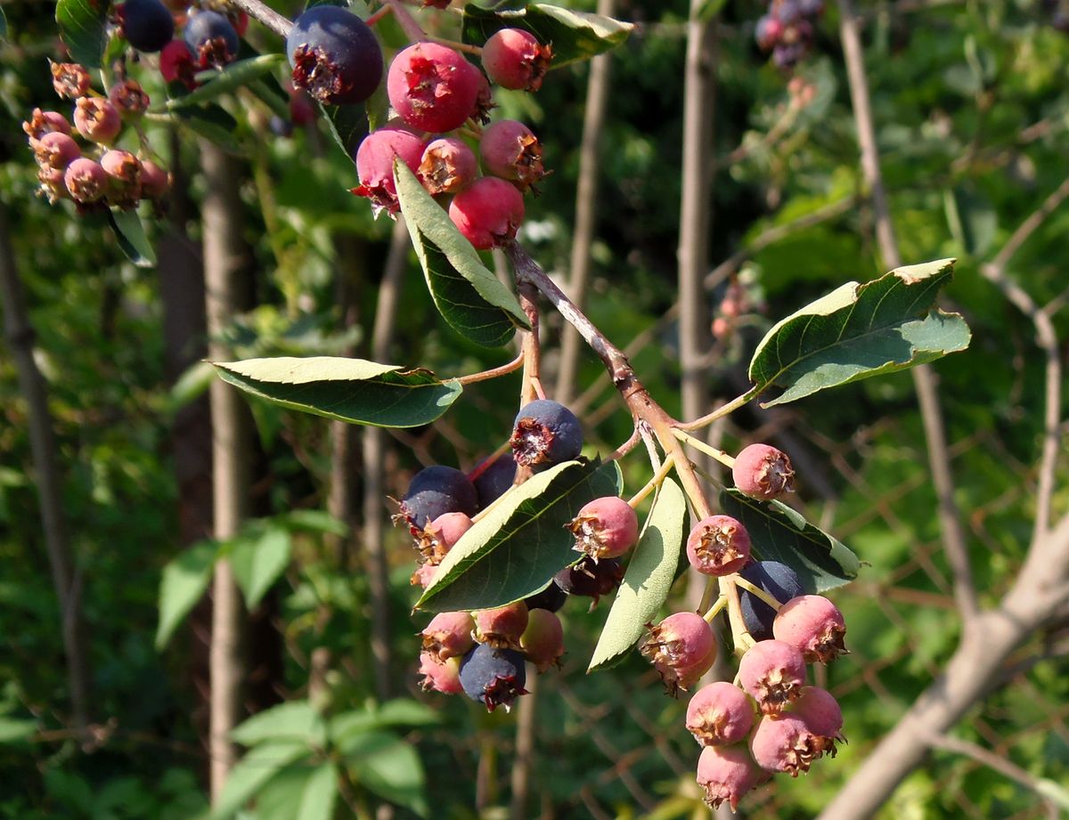 Image of genus Amelanchier specimen.