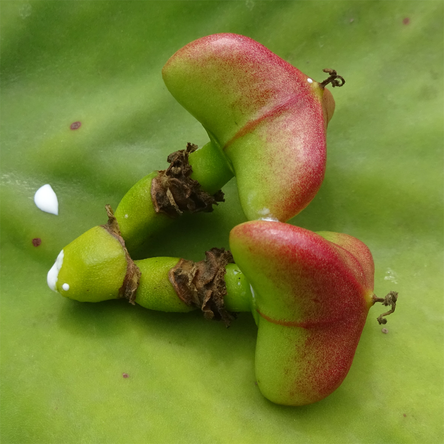 Изображение особи Euphorbia cooperi.