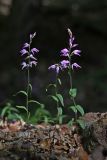 Cephalanthera rubra