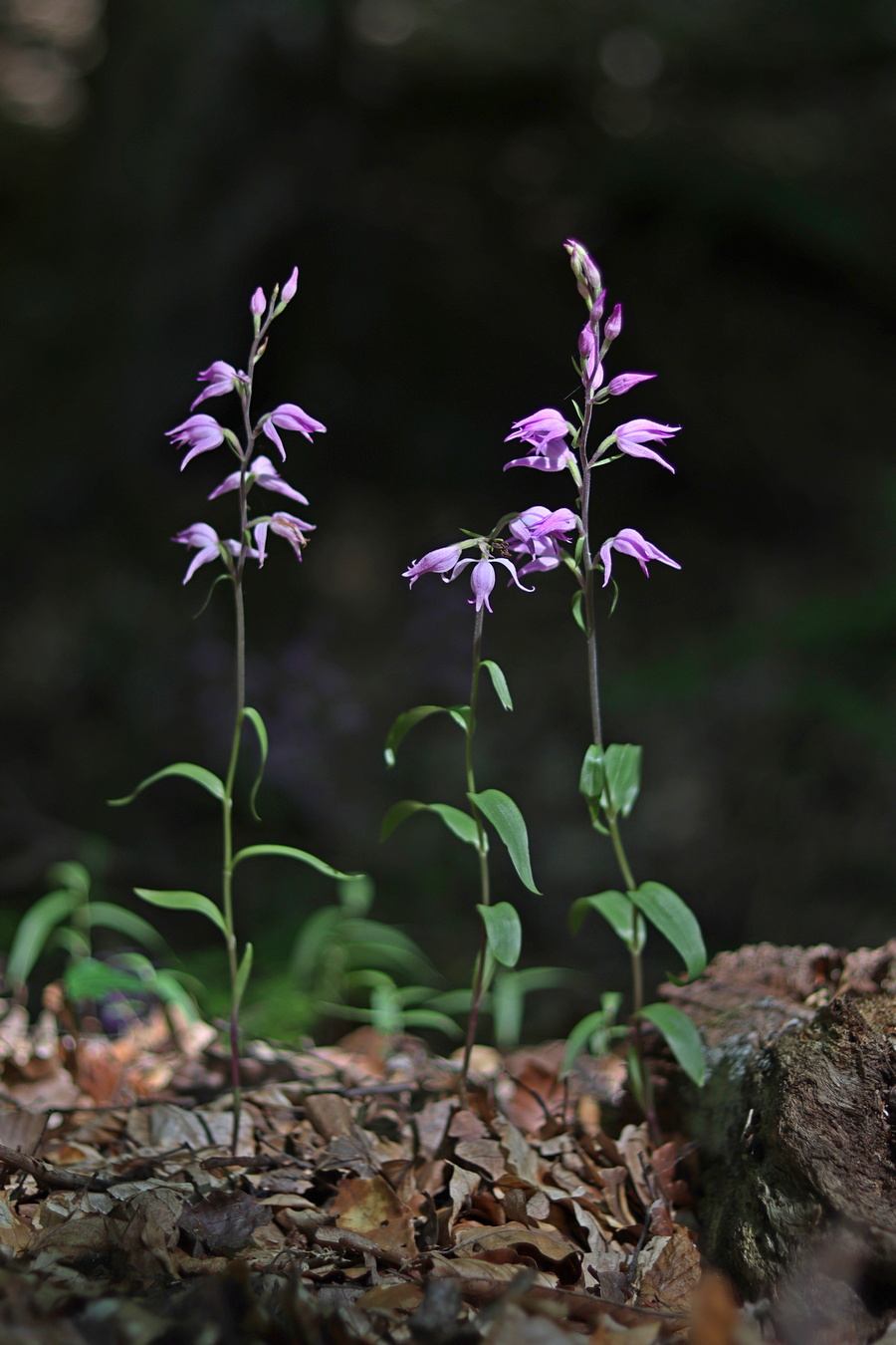 Изображение особи Cephalanthera rubra.