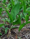 Convallaria majalis