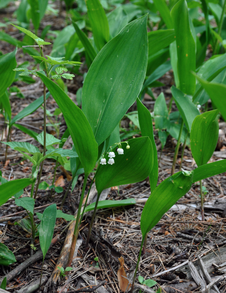 Изображение особи Convallaria majalis.