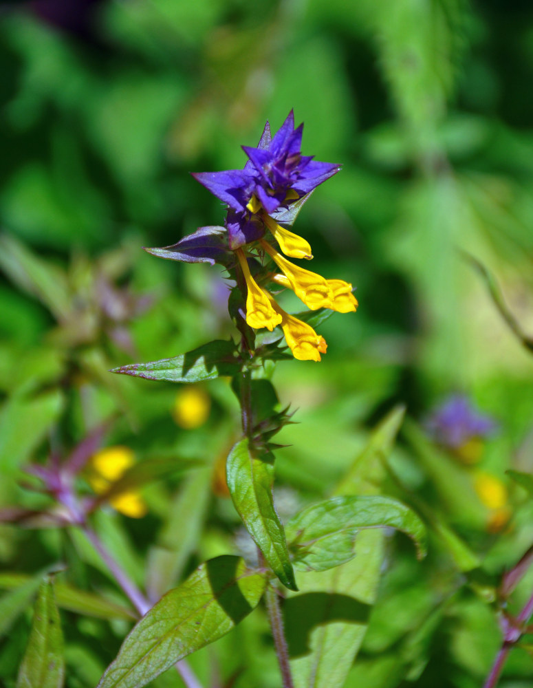 Image of Melampyrum nemorosum specimen.