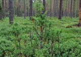 Juniperus communis. Взрослое растение среди зарослей брусники. Тверская обл., Кашинский гор. округ, долина р. Медведица, хвойный лес. 12.07.2020.