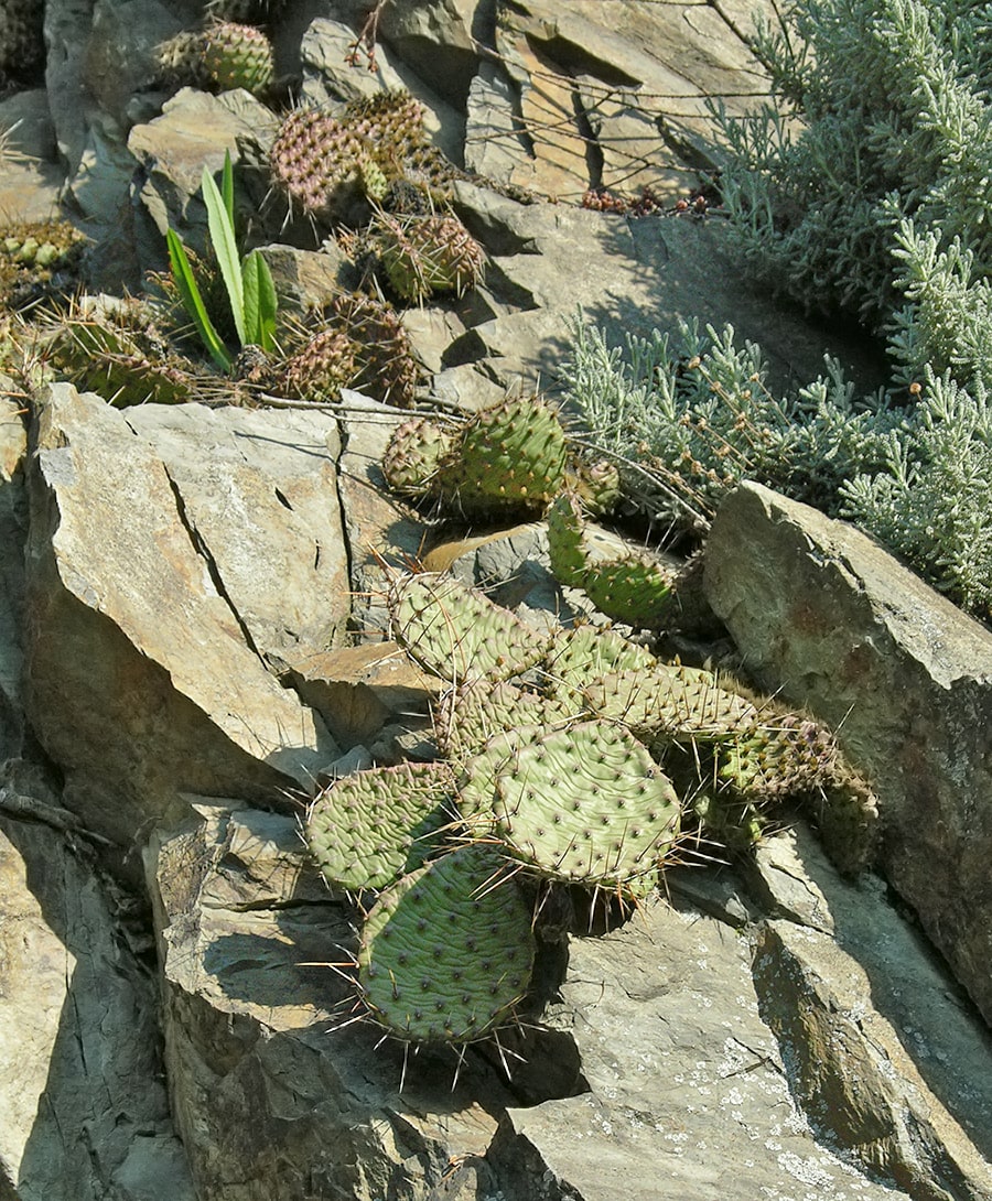 Image of Opuntia phaeacantha specimen.