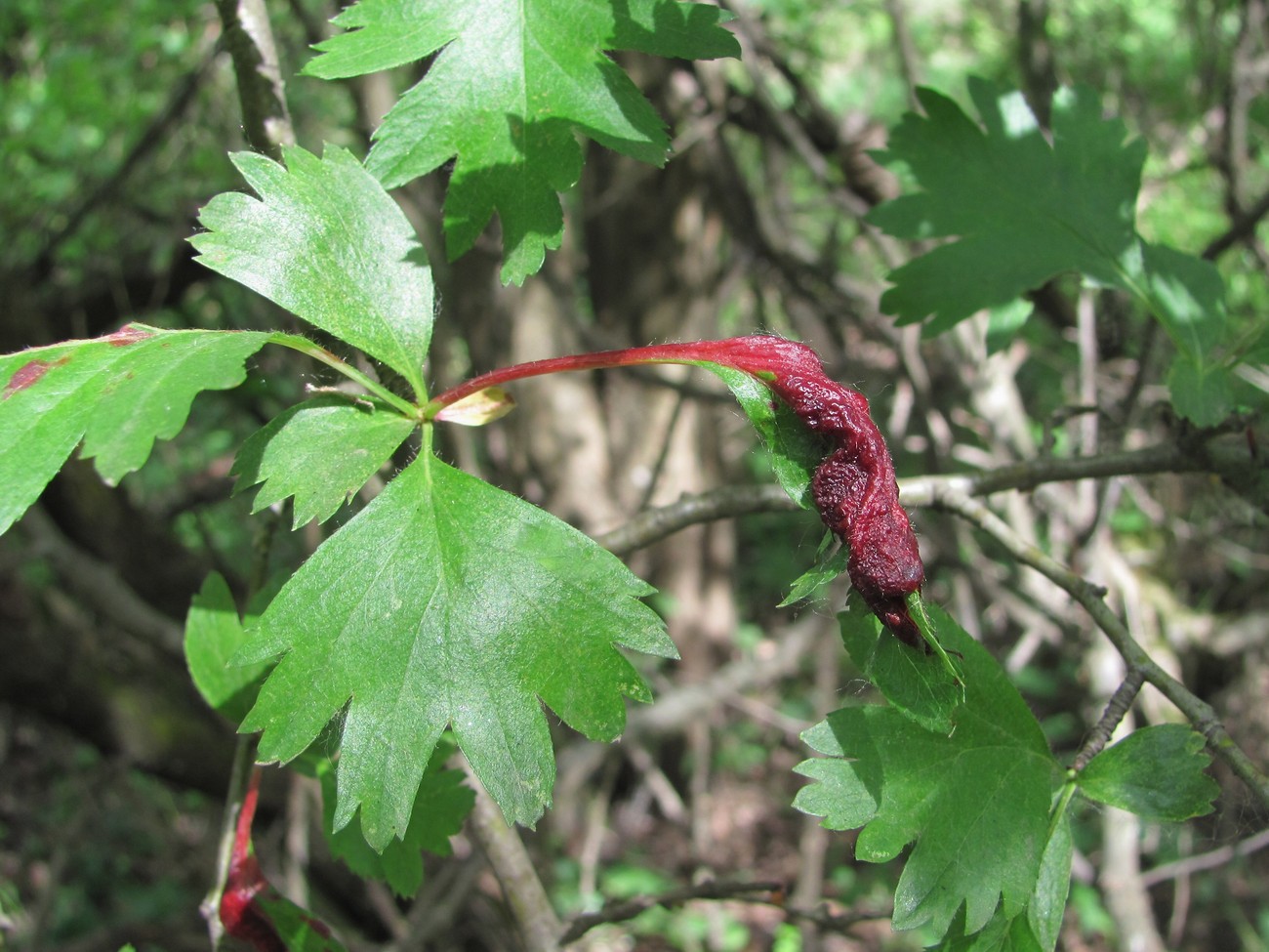 Изображение особи род Crataegus.