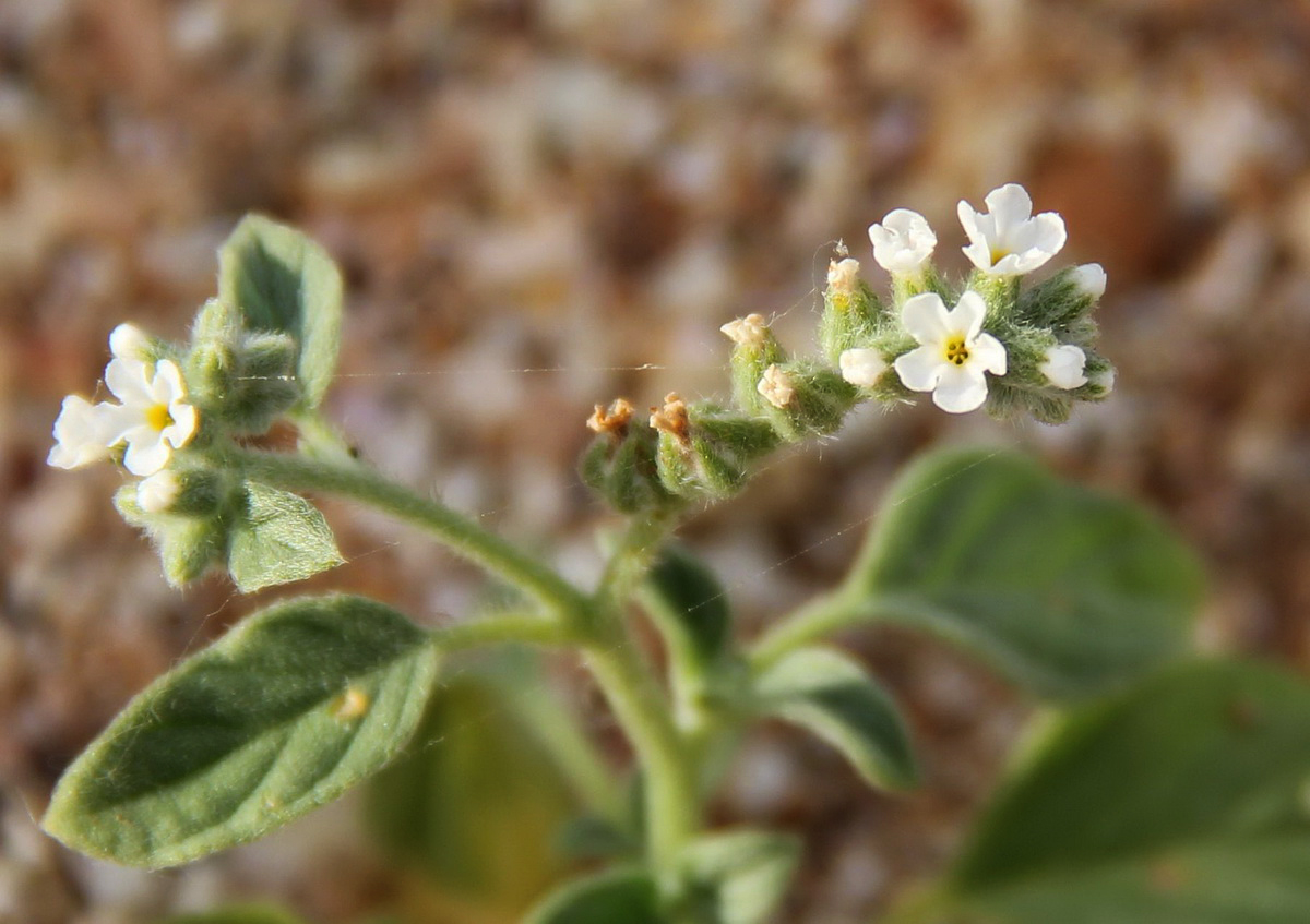 Image of genus Heliotropium specimen.