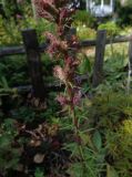 Liatris spicata
