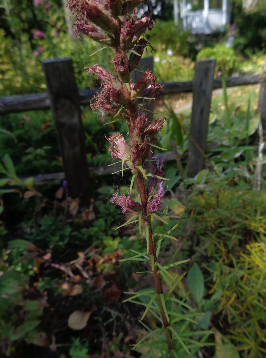 Изображение особи Liatris spicata.