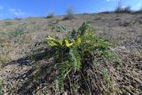 Astragalus farctus