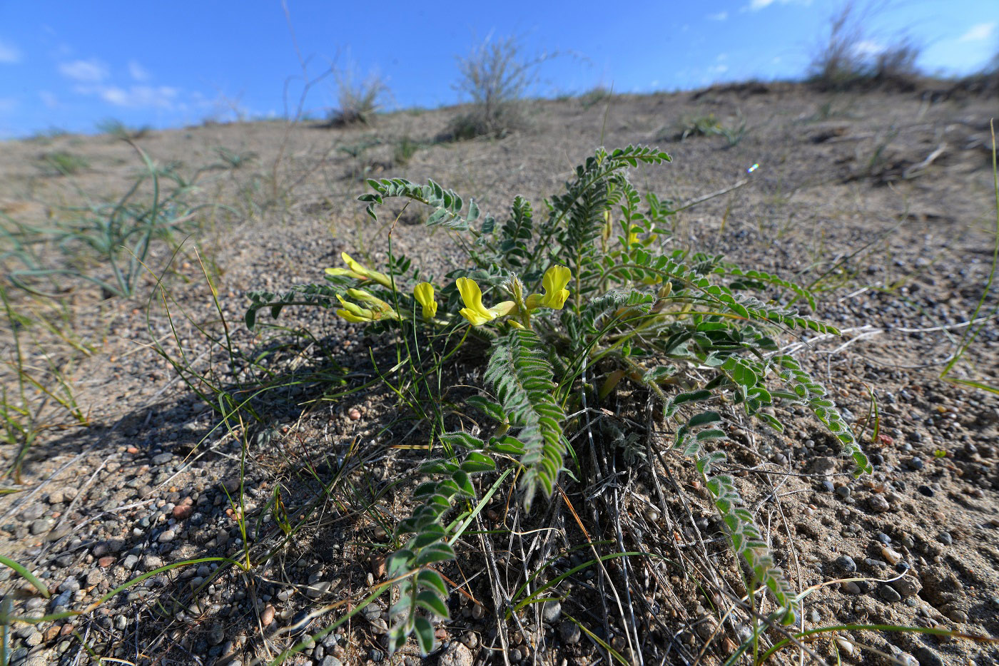 Image of Astragalus farctus specimen.