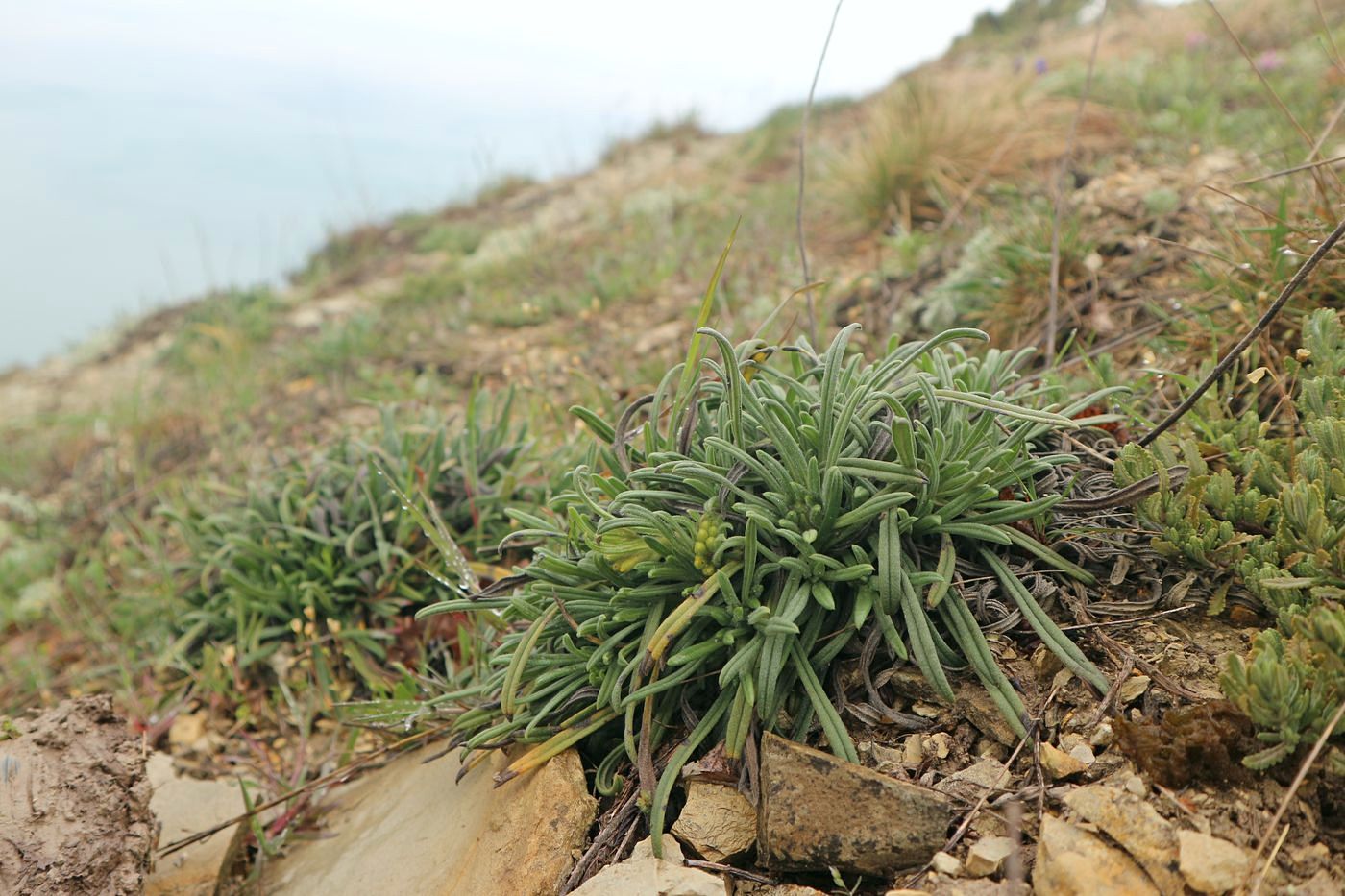 Image of Onosma taurica specimen.