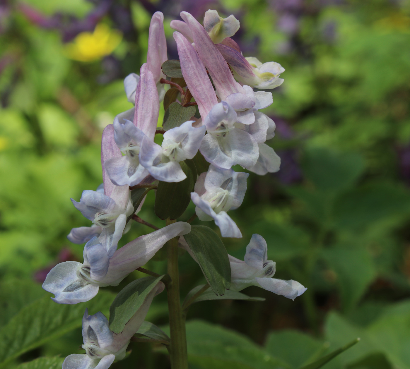 Image of Corydalis solida specimen.